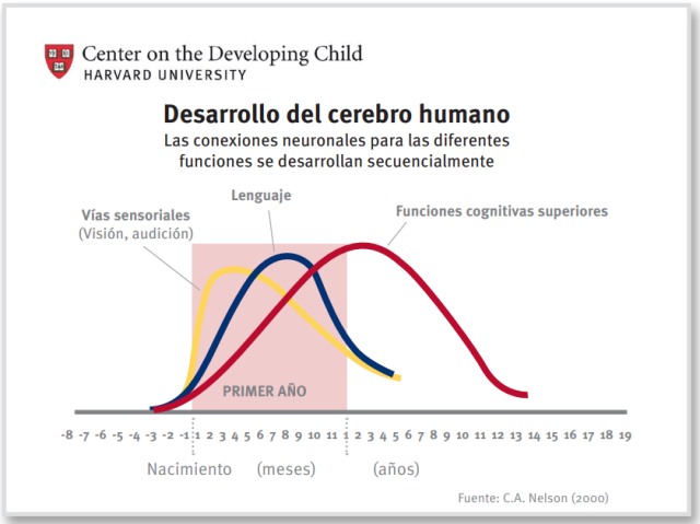 Creación de conexiones neuronales durante la infancia